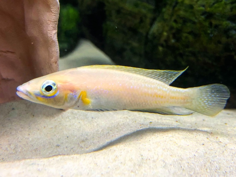 Neolamprologus nigriventris